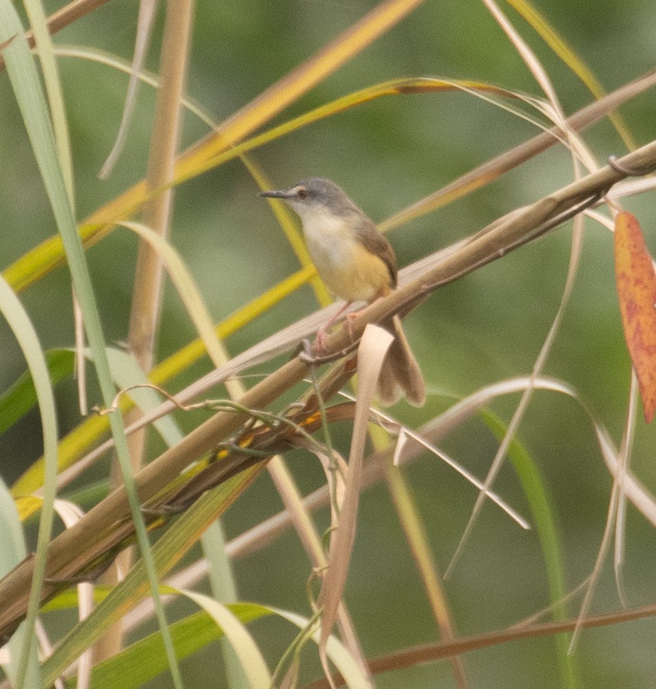 Yellow-bellied Prinia - ML620547001