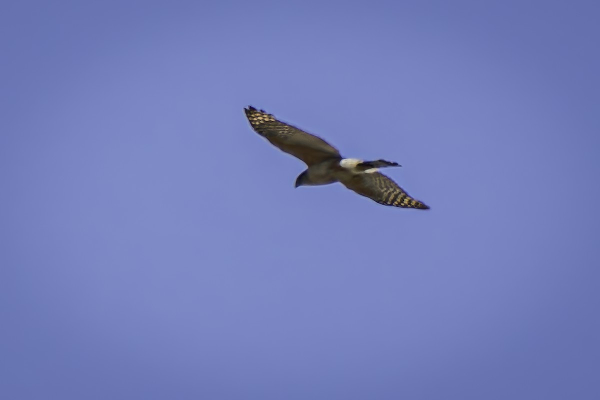 Cooper's Hawk - ML620547002