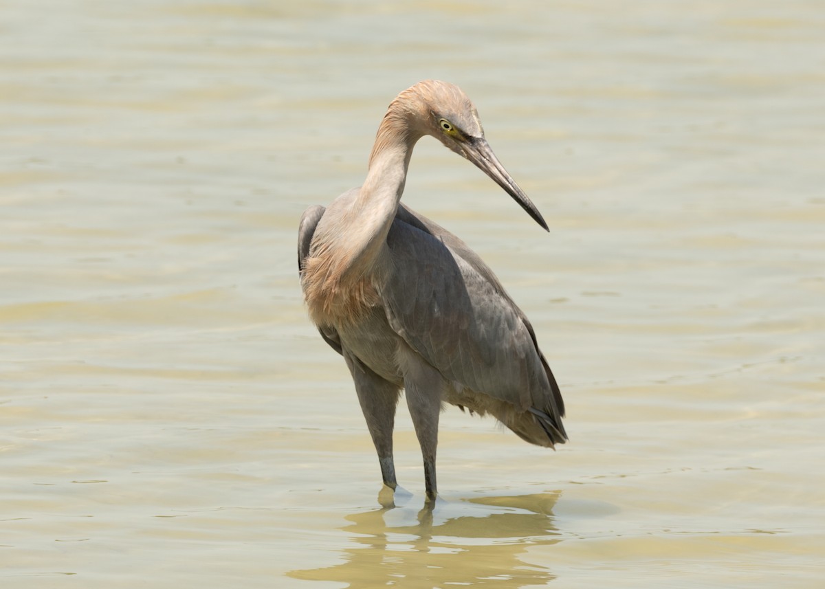 Reddish Egret - ML620547004