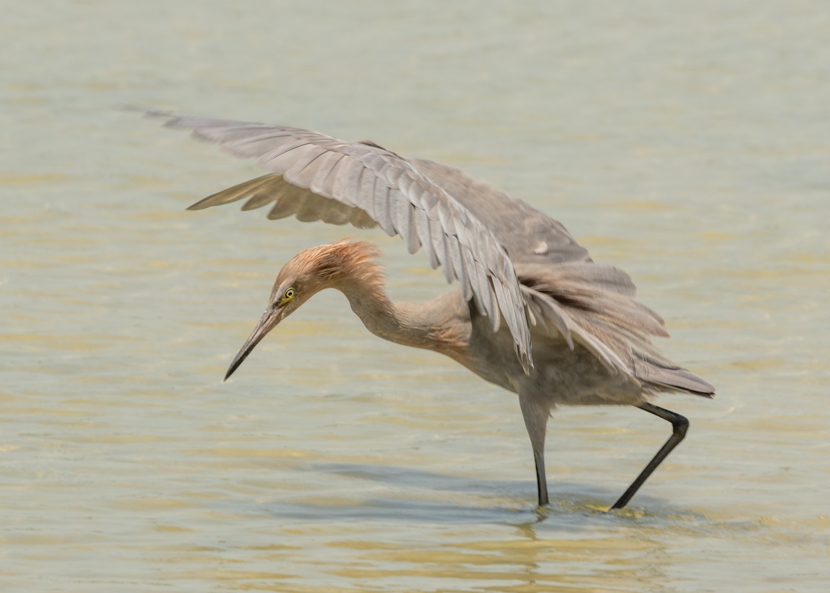 Reddish Egret - Silvia Faustino Linhares