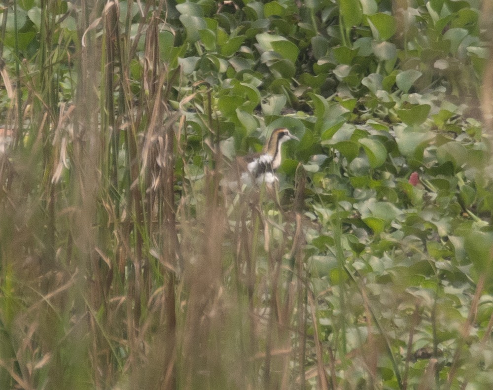 Pheasant-tailed Jacana - ML620547012