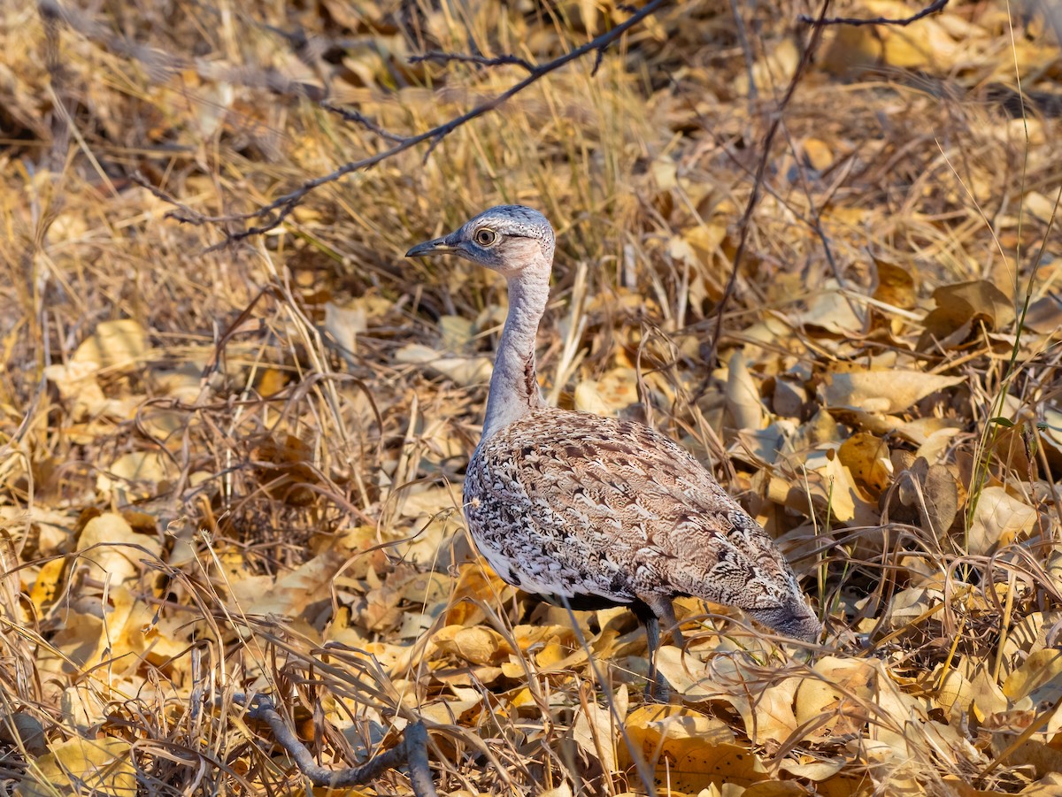 Red-crested Bustard - ML620547017