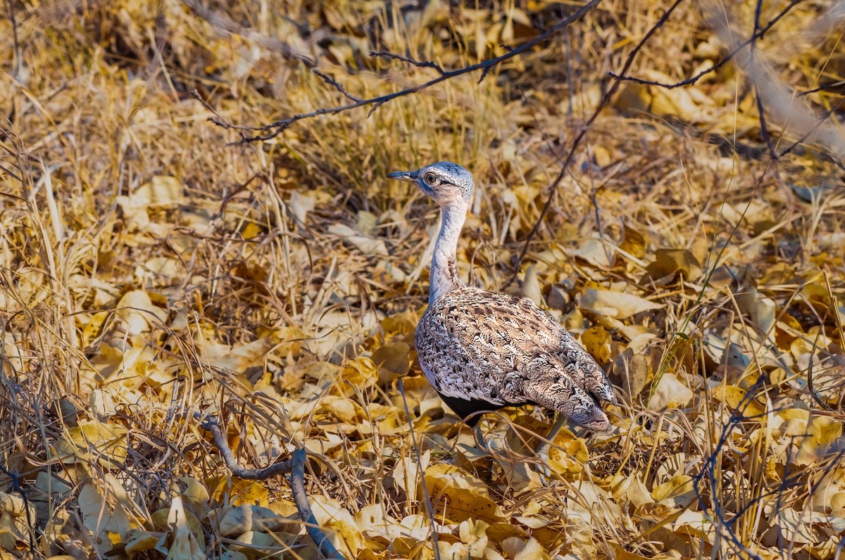 Red-crested Bustard - ML620547018