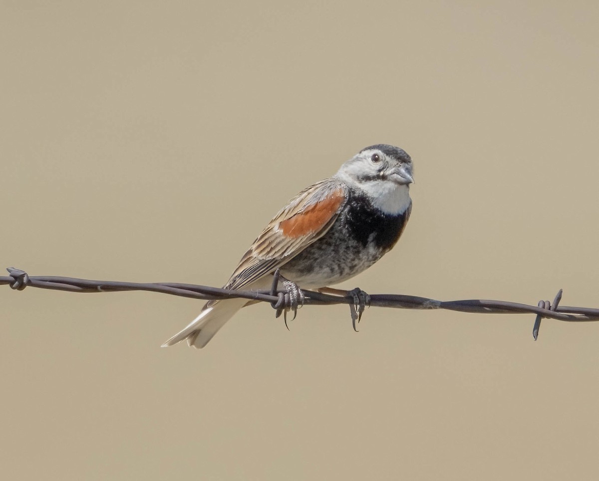 Thick-billed Longspur - Courtney Rella