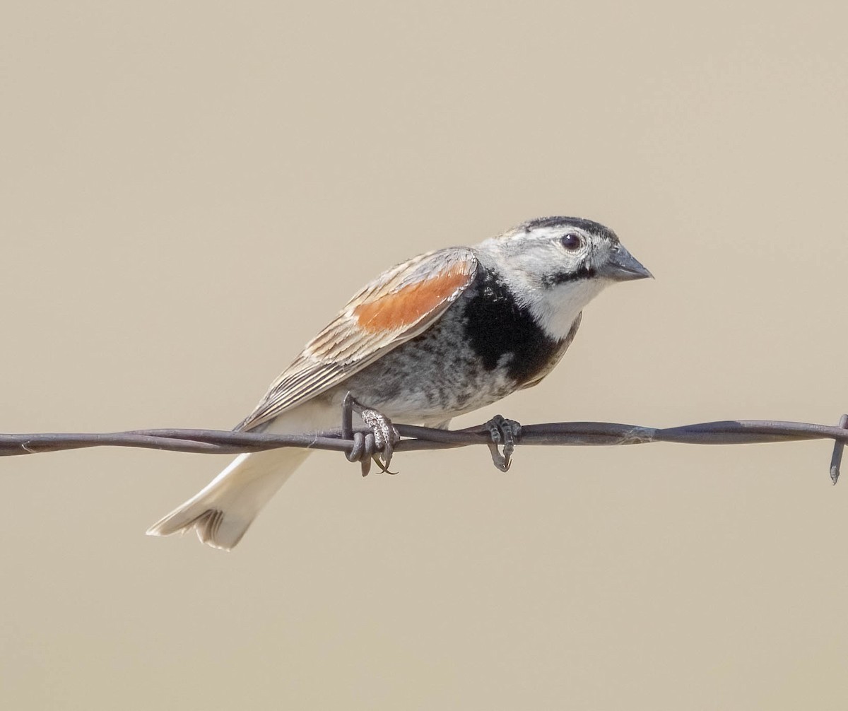 Thick-billed Longspur - ML620547028