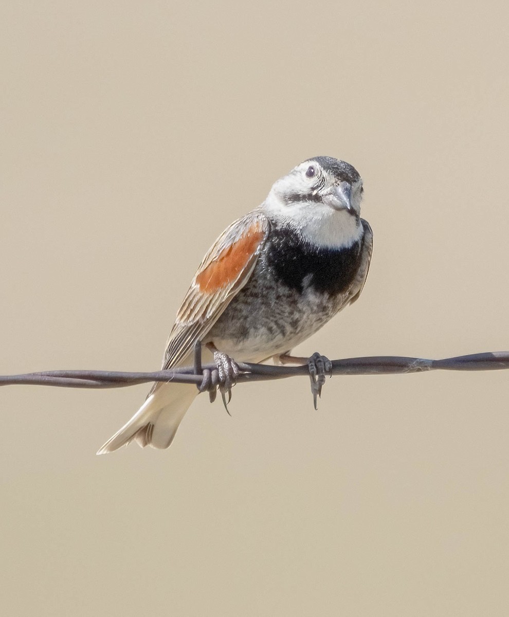 Thick-billed Longspur - ML620547029