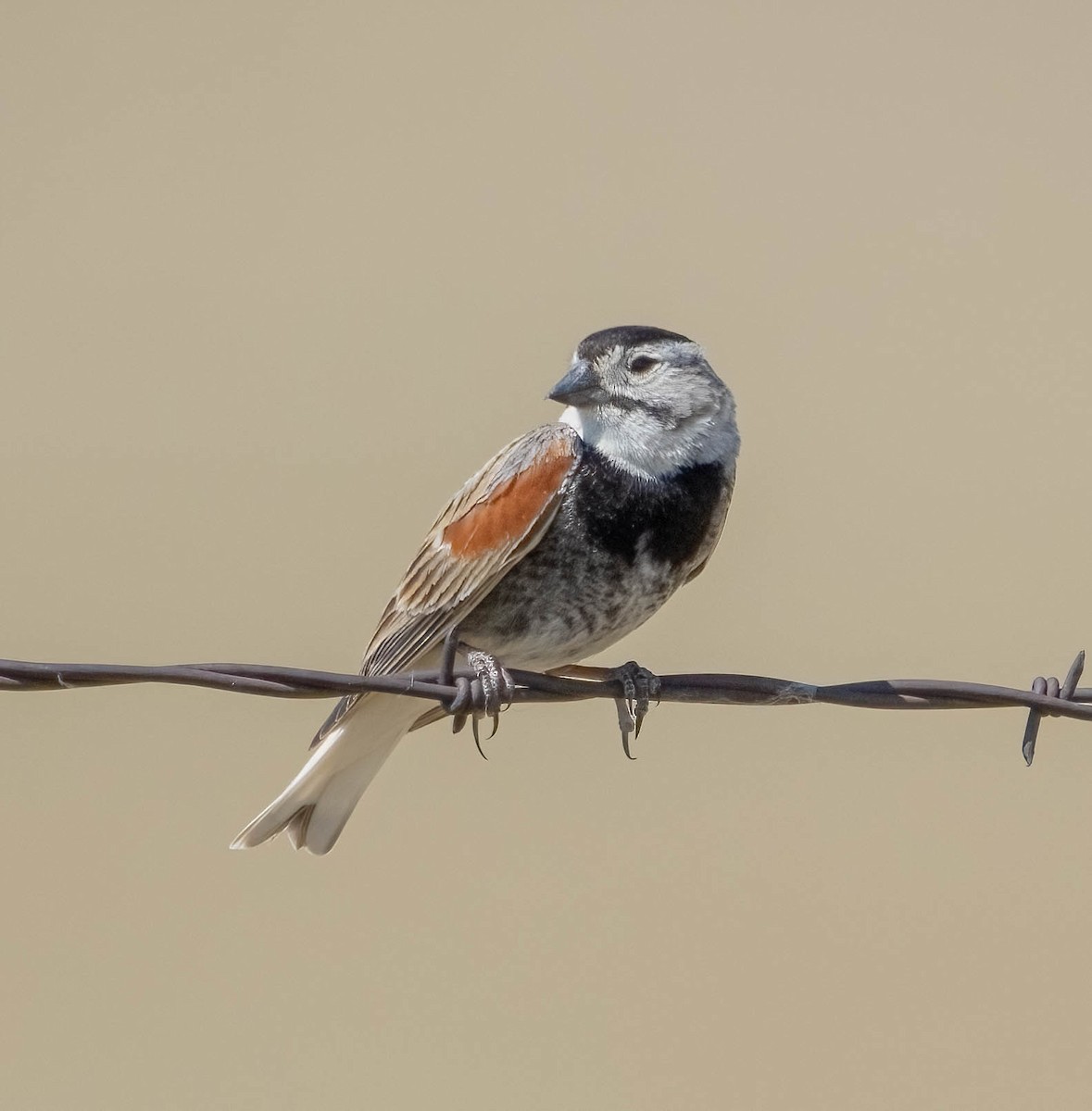 Thick-billed Longspur - ML620547030