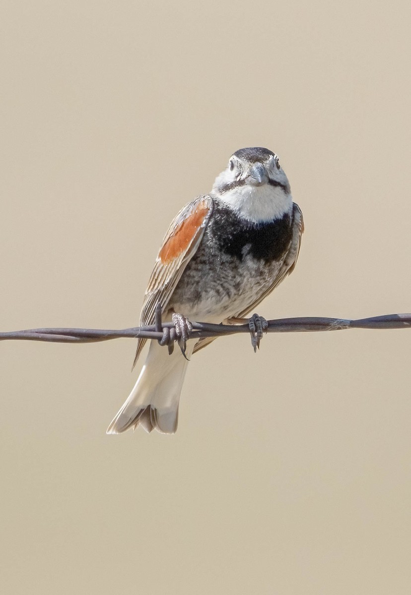 Thick-billed Longspur - ML620547031