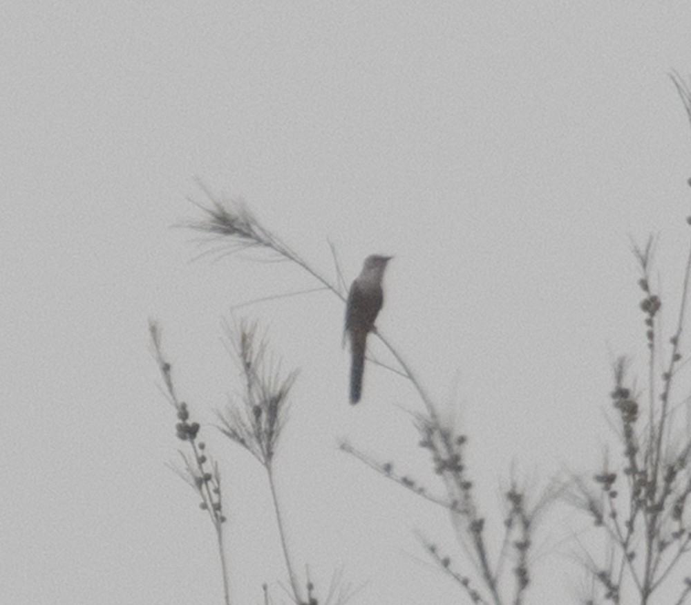 Plaintive Cuckoo - Lindy Fung