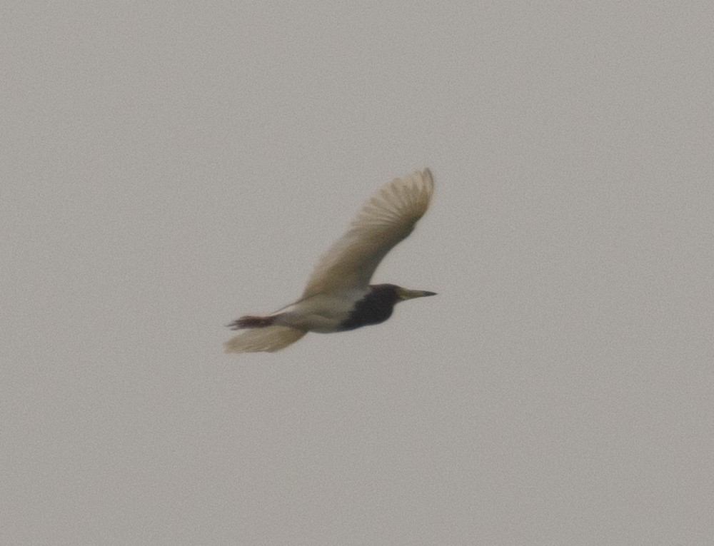 Chinese Pond-Heron - ML620547045