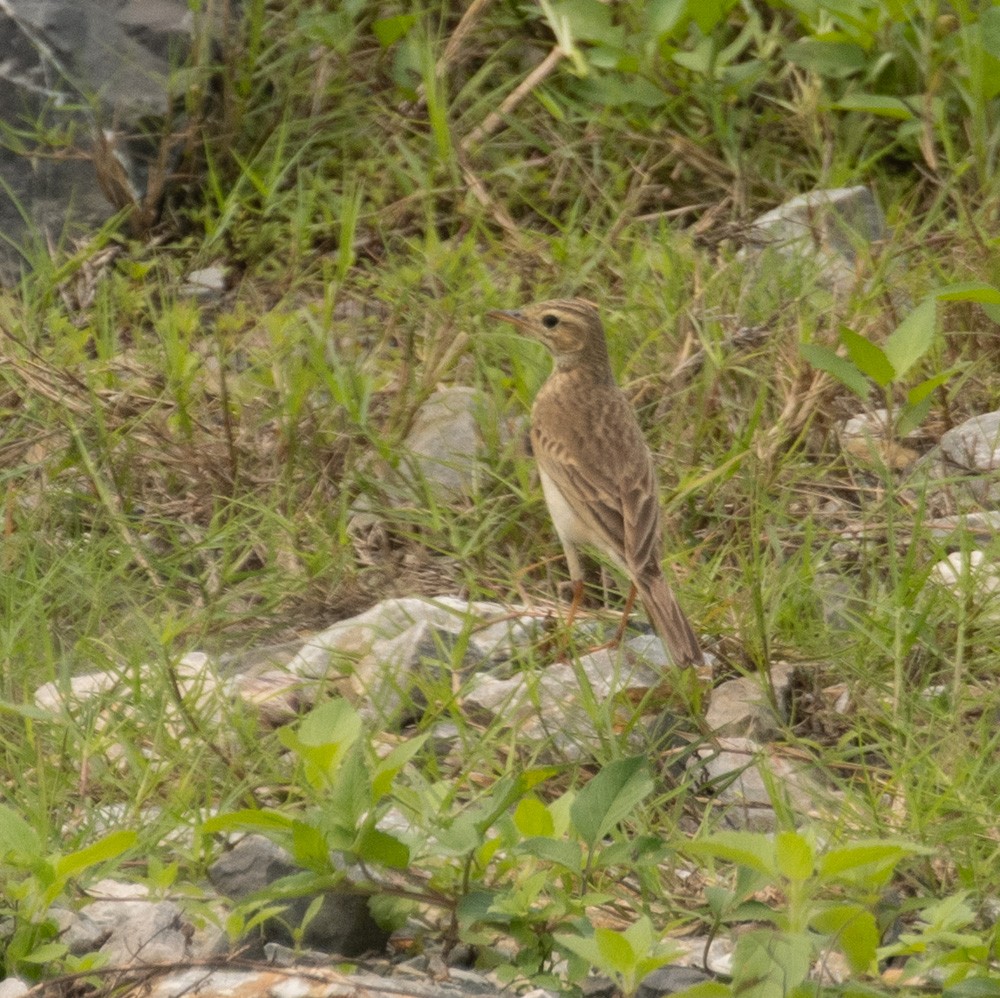 Paddyfield Pipit - ML620547047