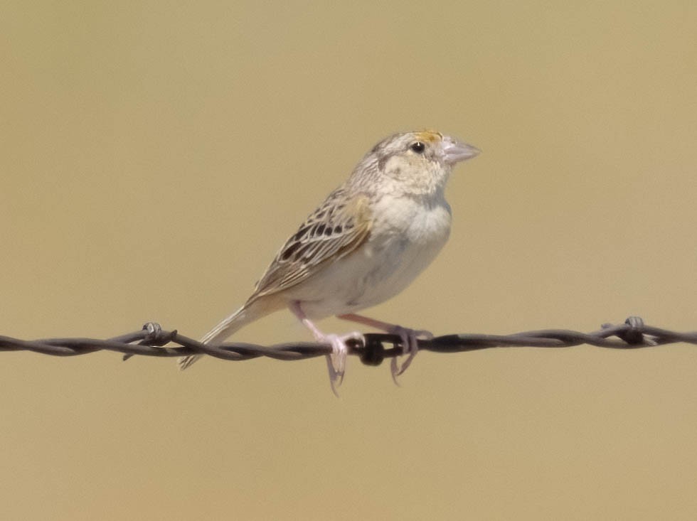 Grasshopper Sparrow - ML620547050