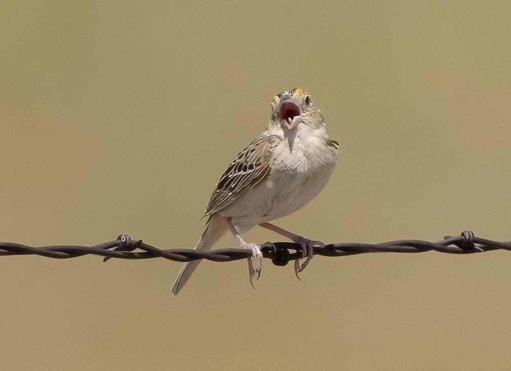 Grasshopper Sparrow - ML620547051