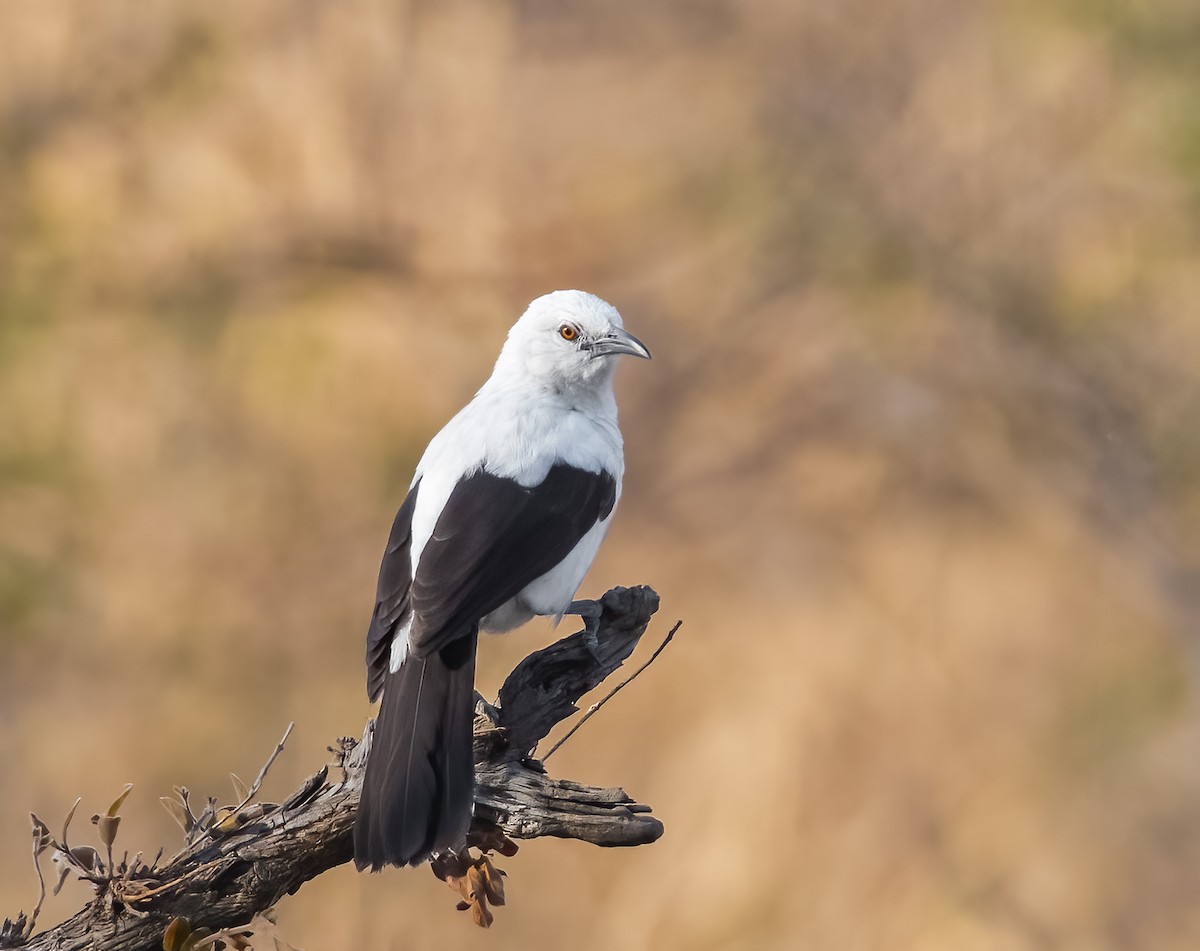 Southern Pied-Babbler - Jim Merritt