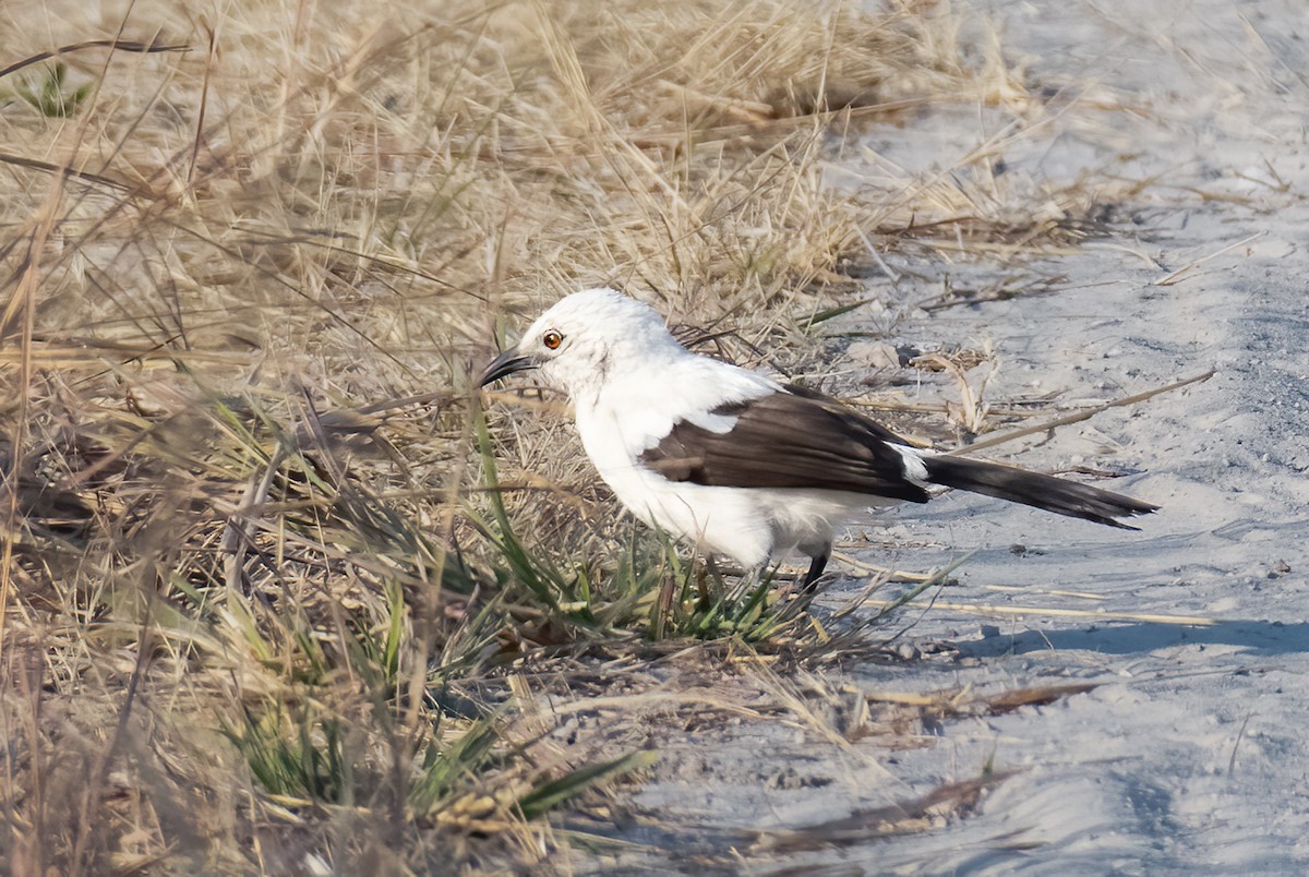 Southern Pied-Babbler - ML620547060