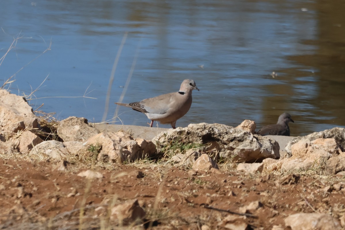 Ring-necked Dove - Gonzalo Galan