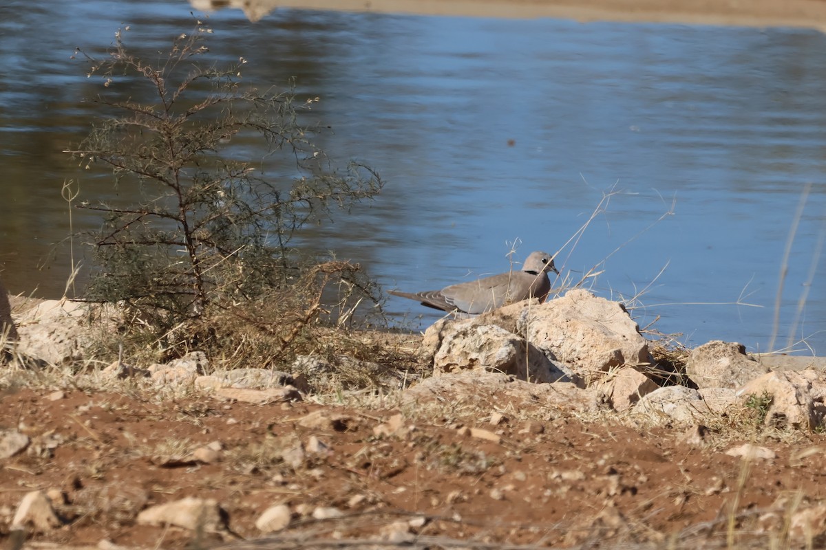 Ring-necked Dove - ML620547075