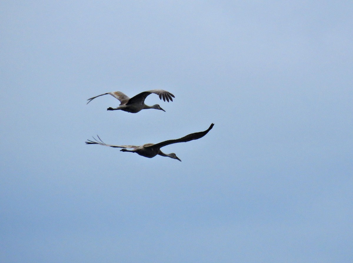 Sandhill Crane - ML620547076