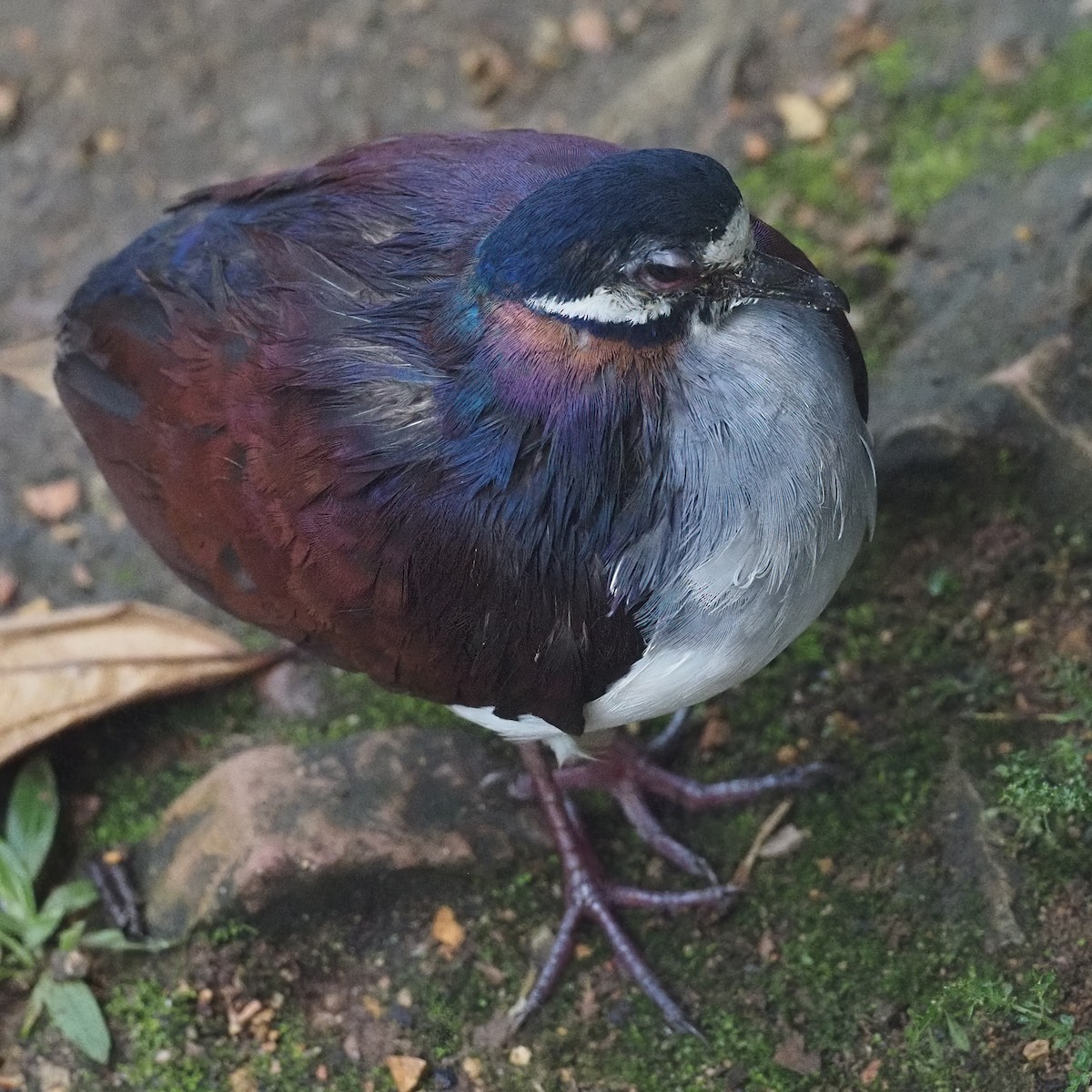 Purple Quail-Dove - ML620547085
