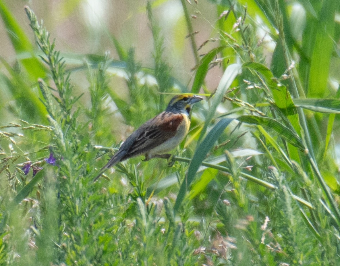 Dickcissel - ML620547122