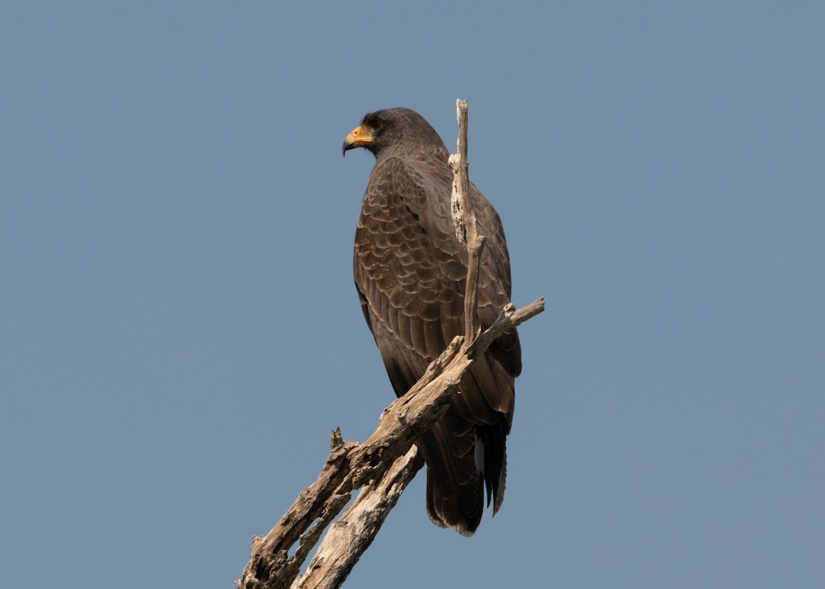 Cuban Black Hawk - Silvia Faustino Linhares