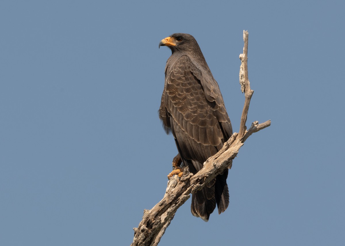 Cuban Black Hawk - ML620547128