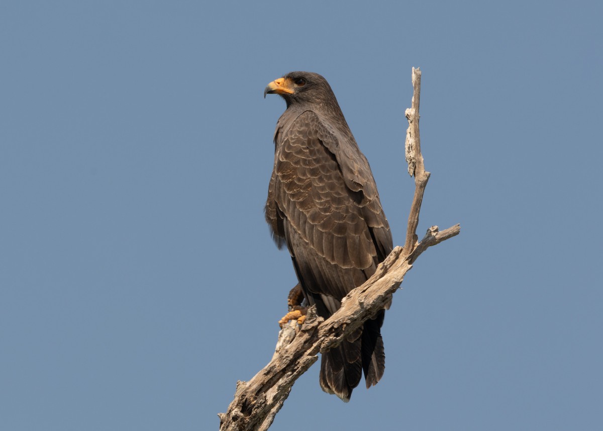 Cuban Black Hawk - Silvia Faustino Linhares