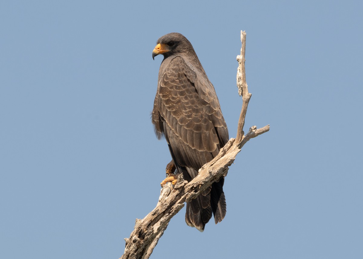 Cuban Black Hawk - ML620547130