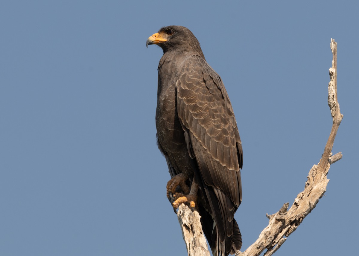 Cuban Black Hawk - ML620547132