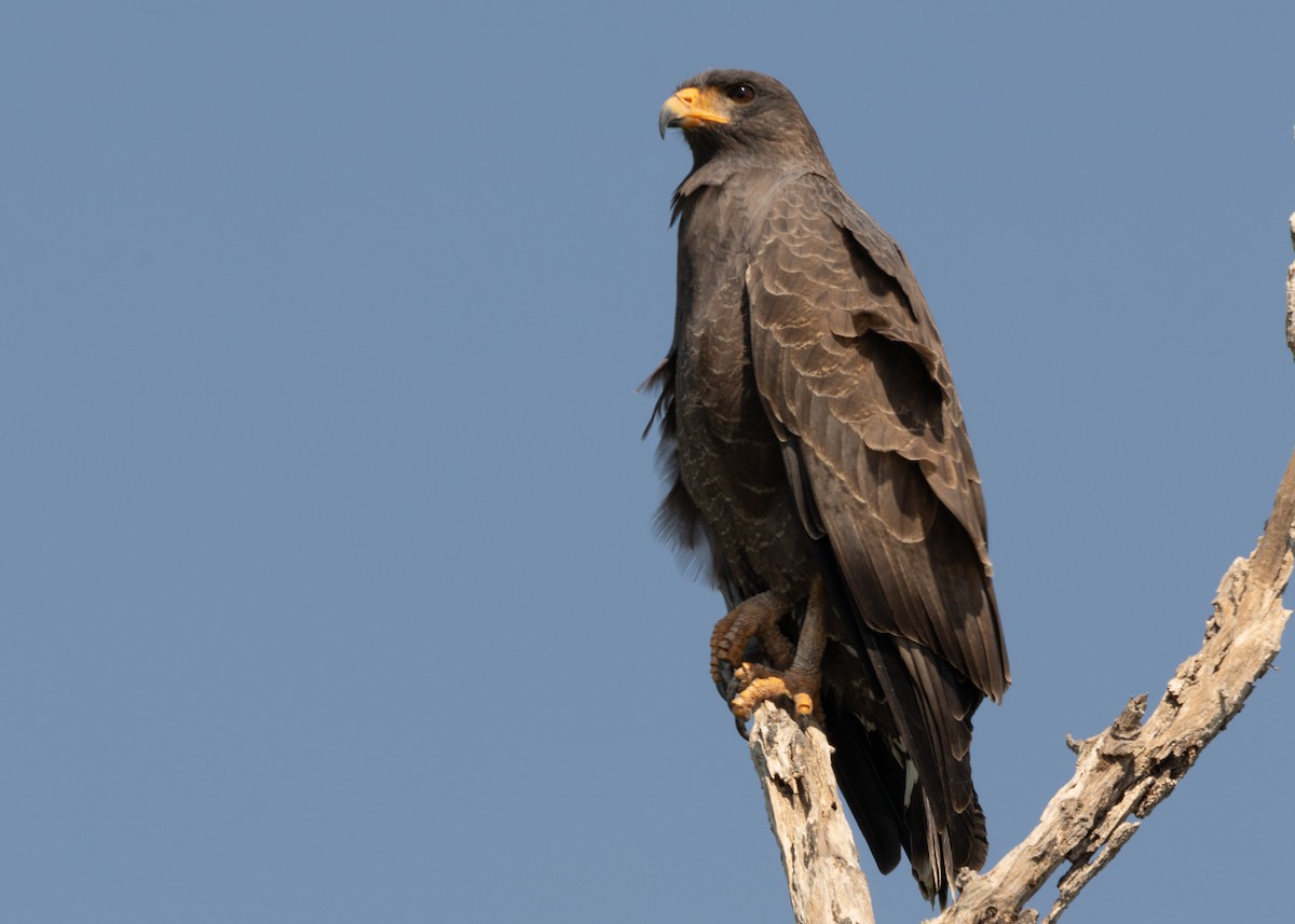 Cuban Black Hawk - ML620547133