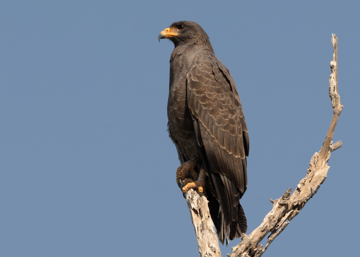 Cuban Black Hawk - ML620547134