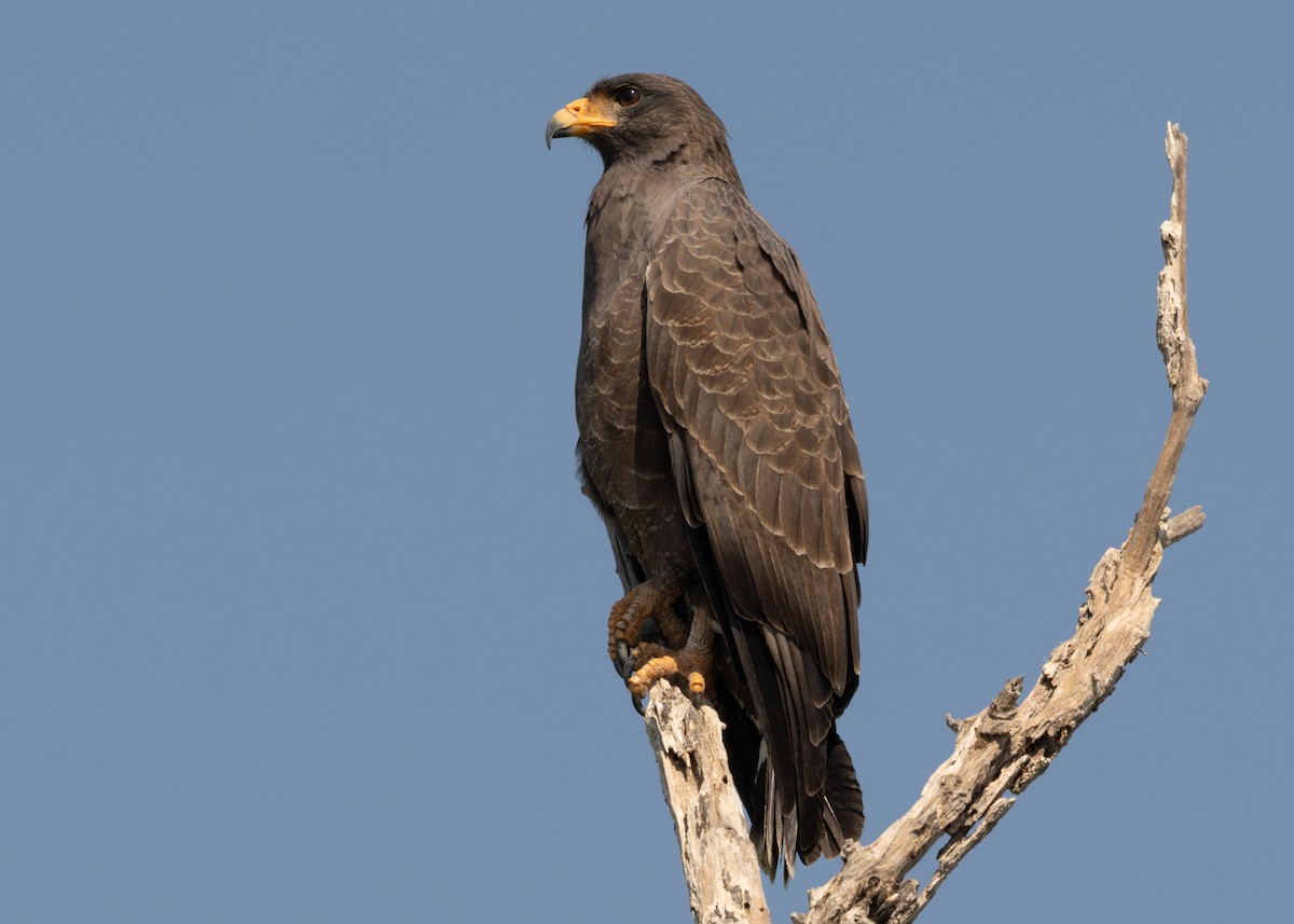 Cuban Black Hawk - ML620547135