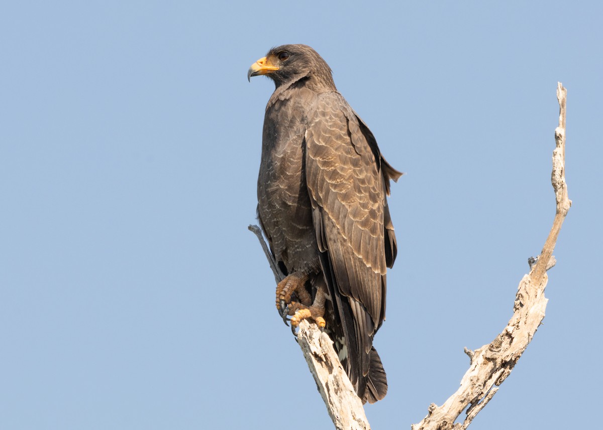 Cuban Black Hawk - Silvia Faustino Linhares