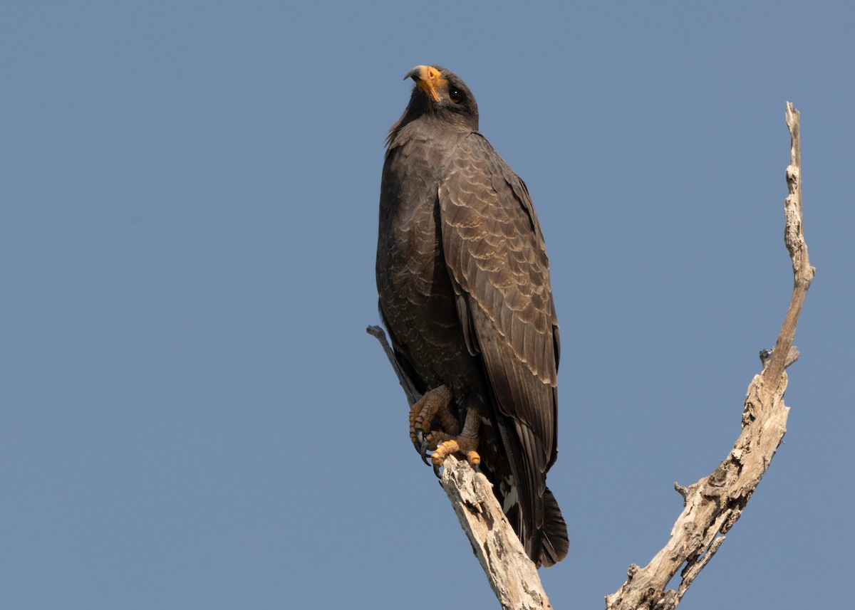 Cuban Black Hawk - ML620547140