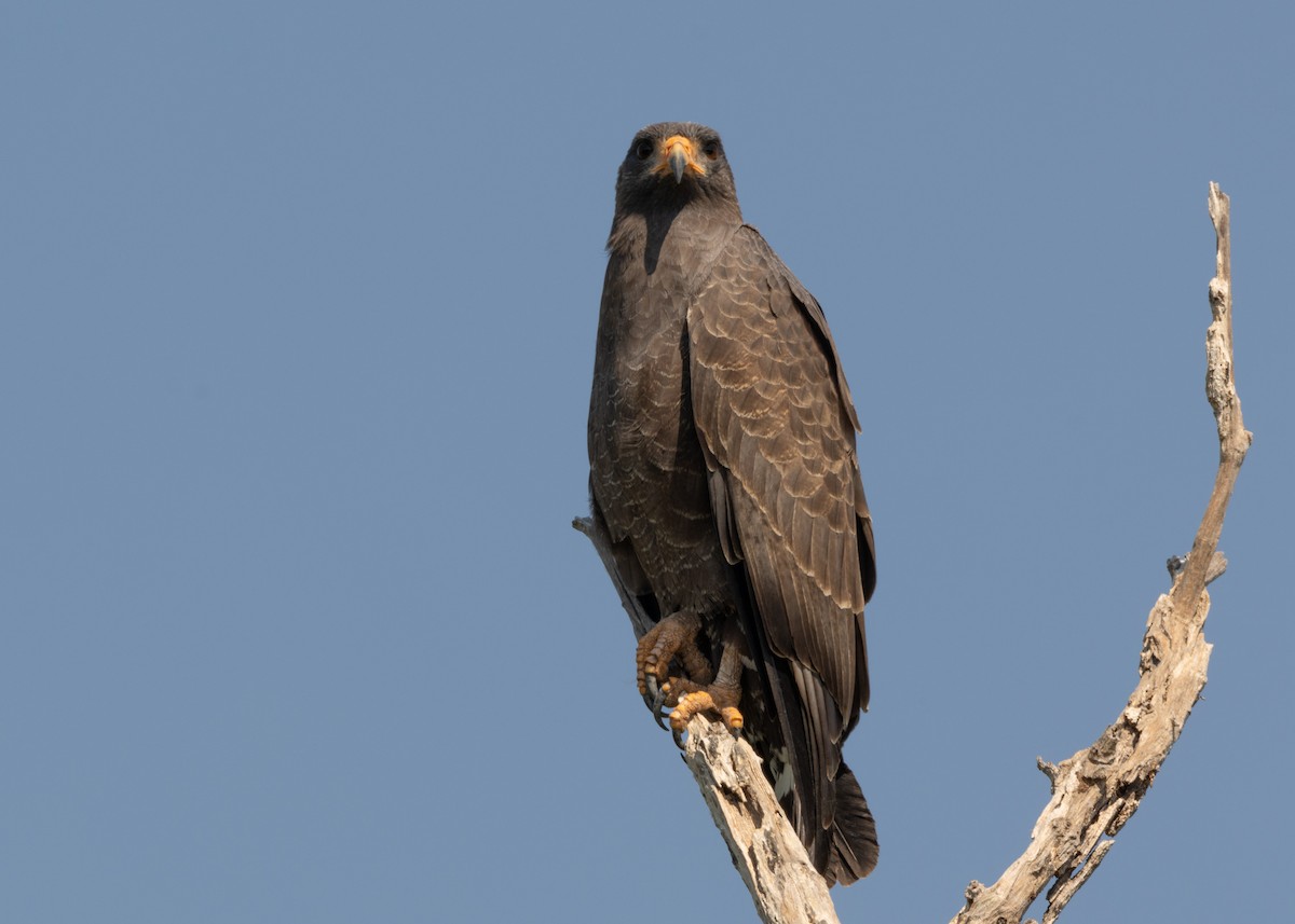 Cuban Black Hawk - ML620547141