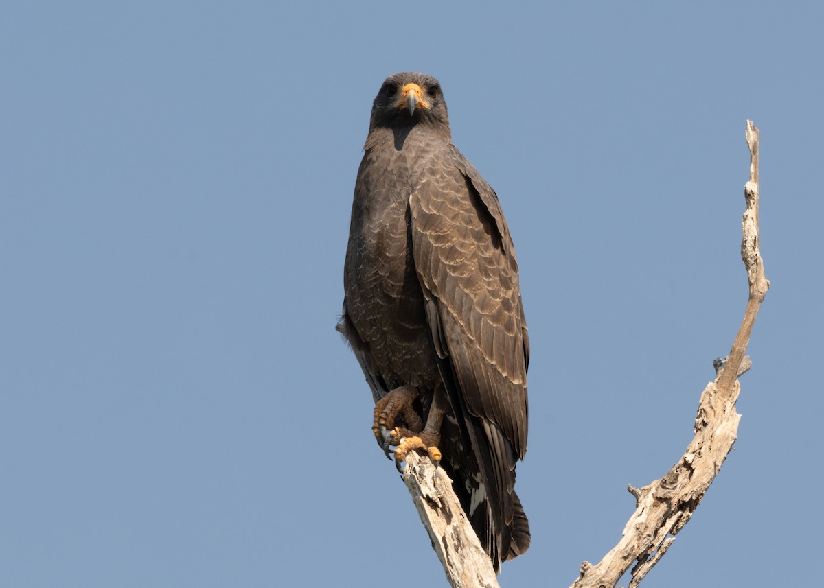 Cuban Black Hawk - ML620547142