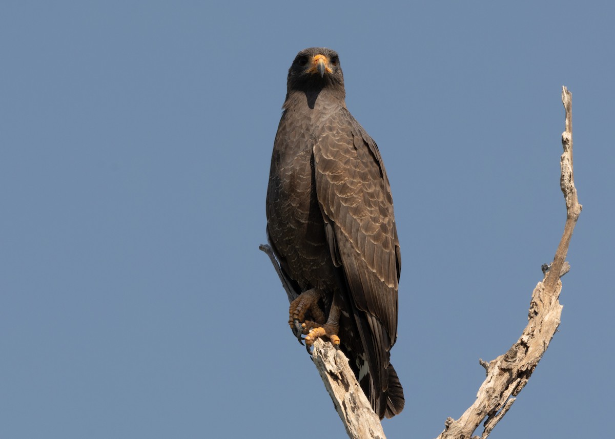 Cuban Black Hawk - ML620547143