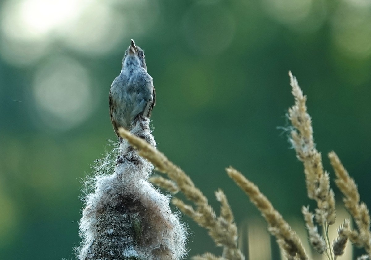 Swamp Sparrow - ML620547147