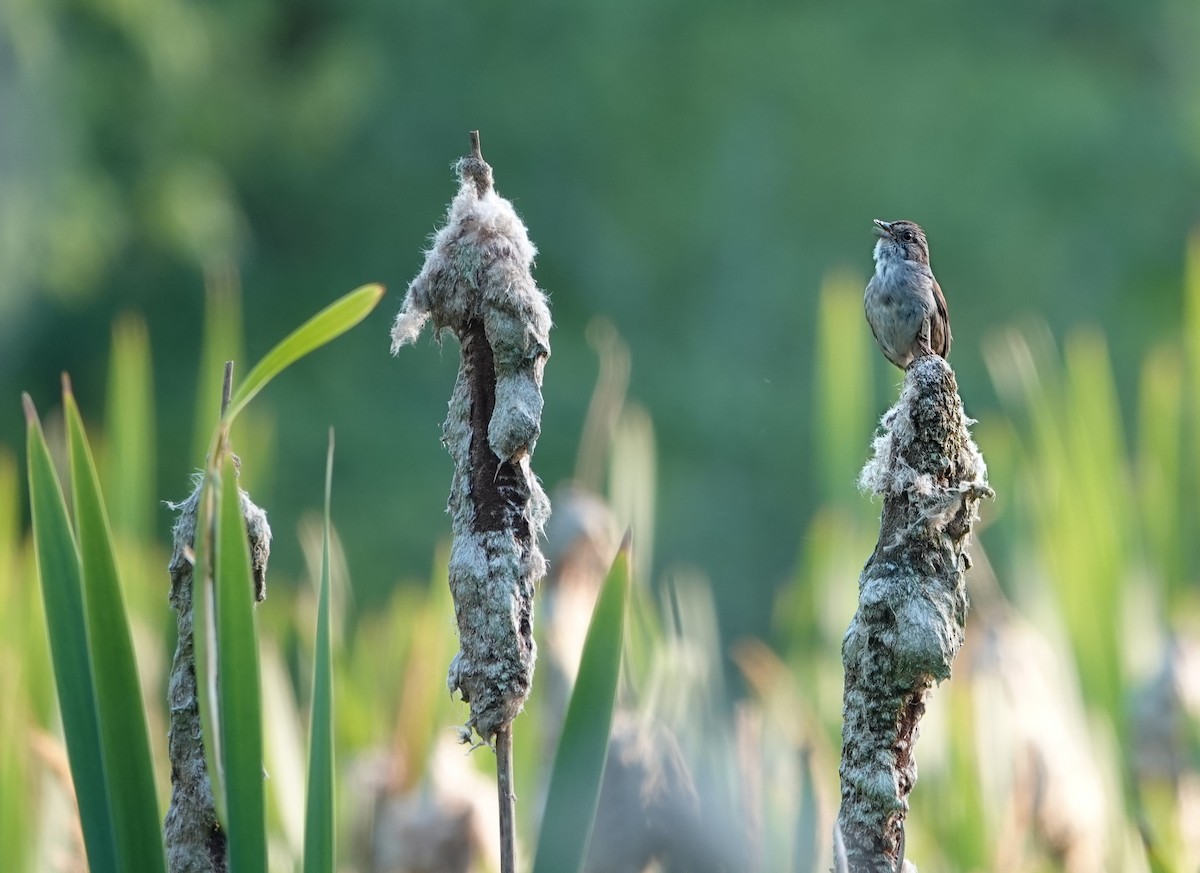 Swamp Sparrow - Claus Holzapfel