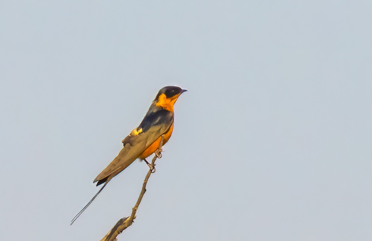 Rufous-chested Swallow - ML620547152