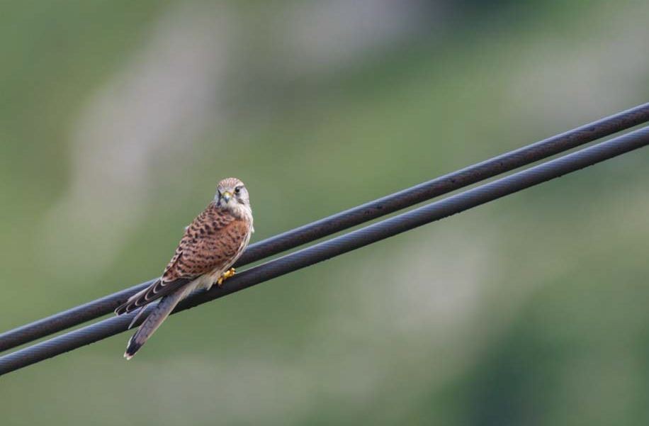 Eurasian Kestrel - ML620547157