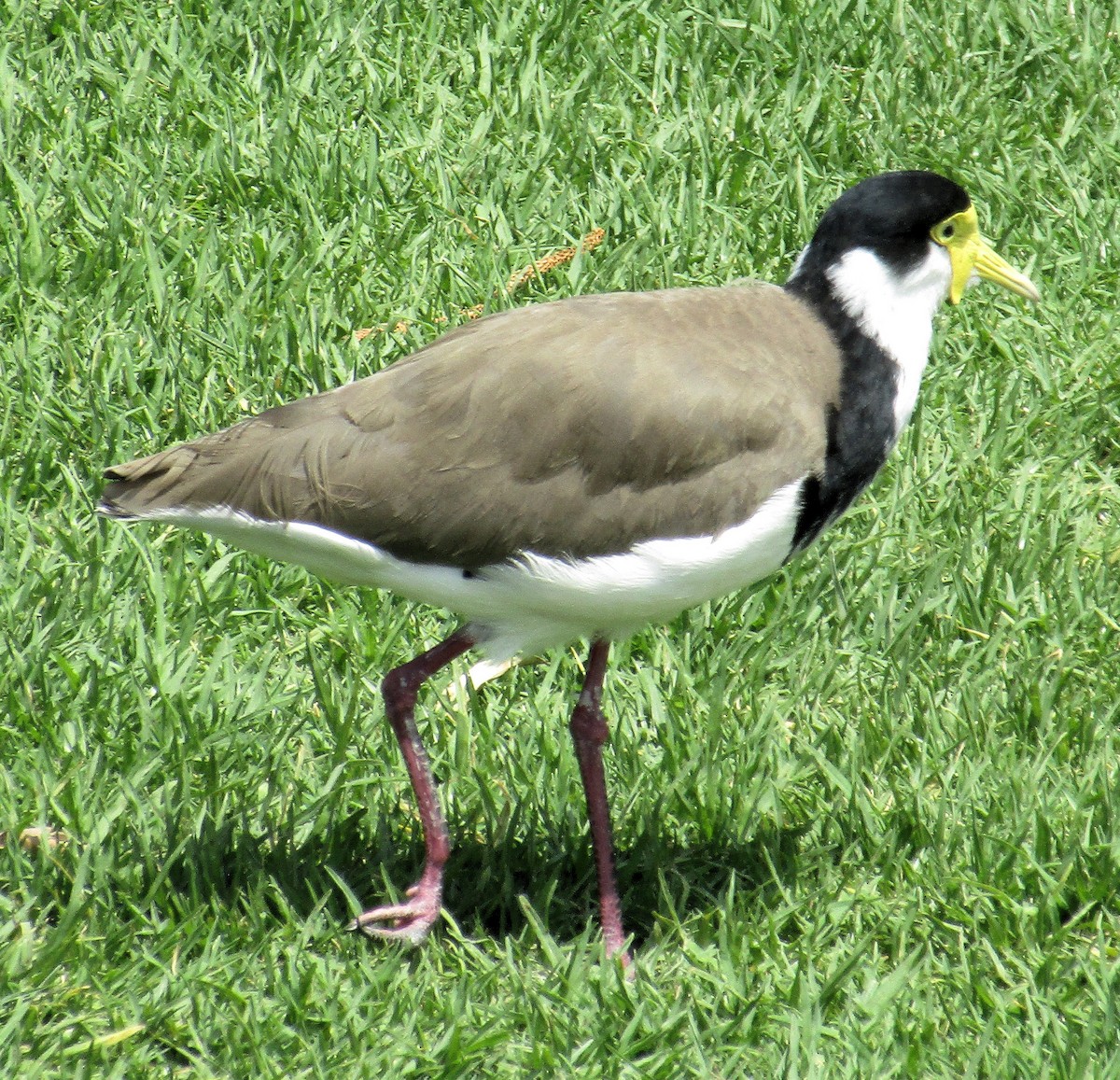 Masked Lapwing - ML620547165