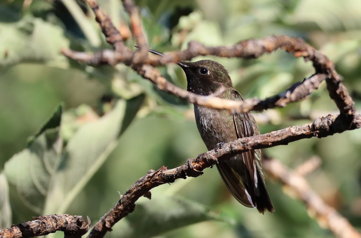 Black-chinned Hummingbird - ML620547166
