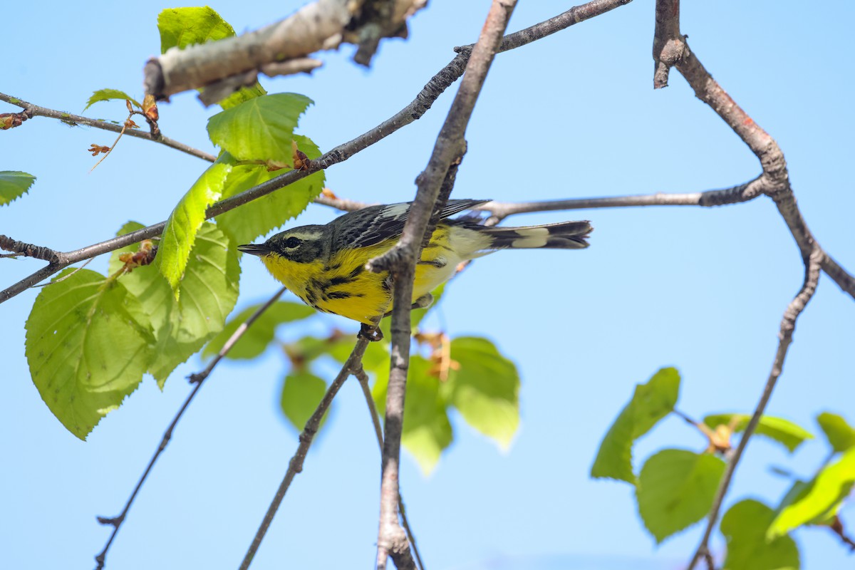 Magnolia Warbler - ML620547171