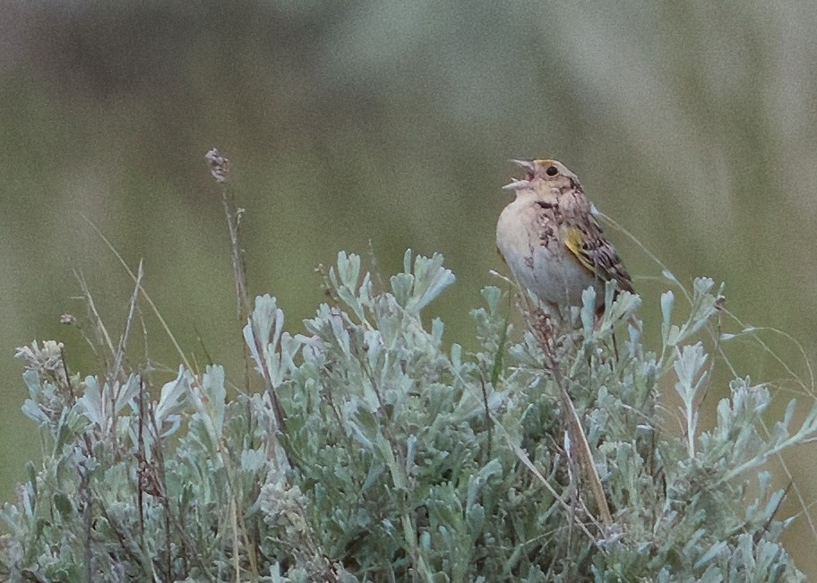 Grasshopper Sparrow - ML620547175