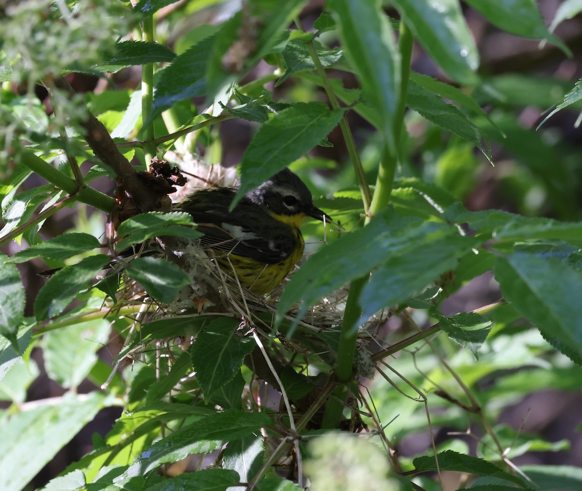 Magnolia Warbler - ML620547184