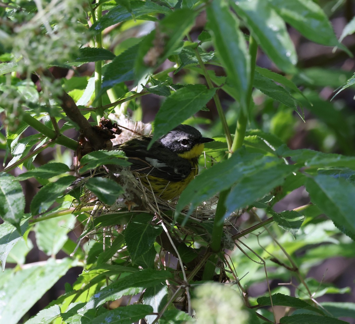 Magnolia Warbler - ML620547185