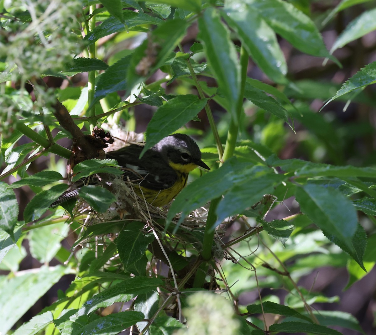 Magnolia Warbler - ML620547187