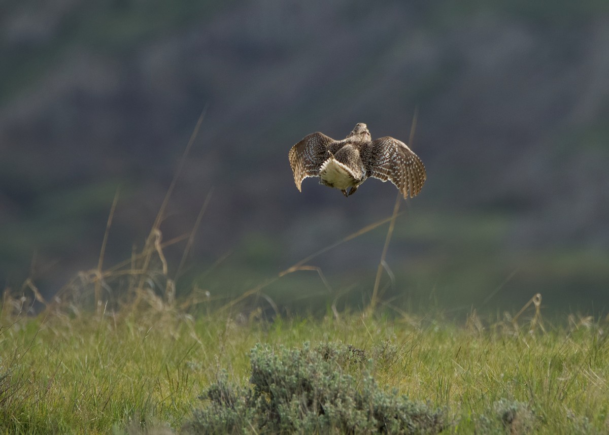 Sharp-tailed Grouse - ML620547190