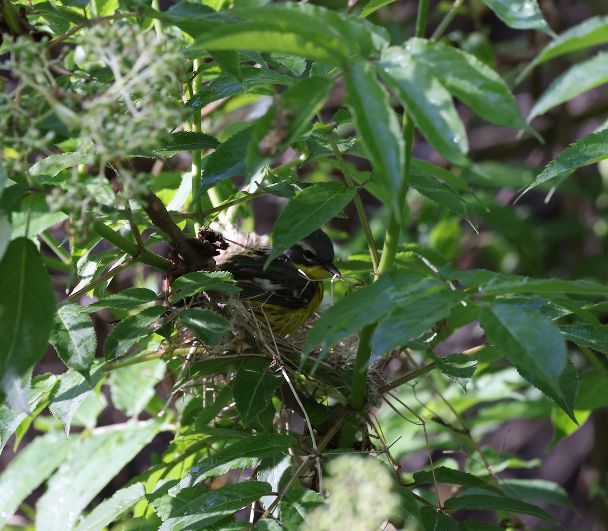 Magnolia Warbler - ML620547192